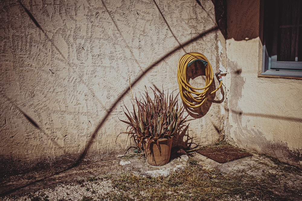 Planta seca marrón en maceta de barro marrón