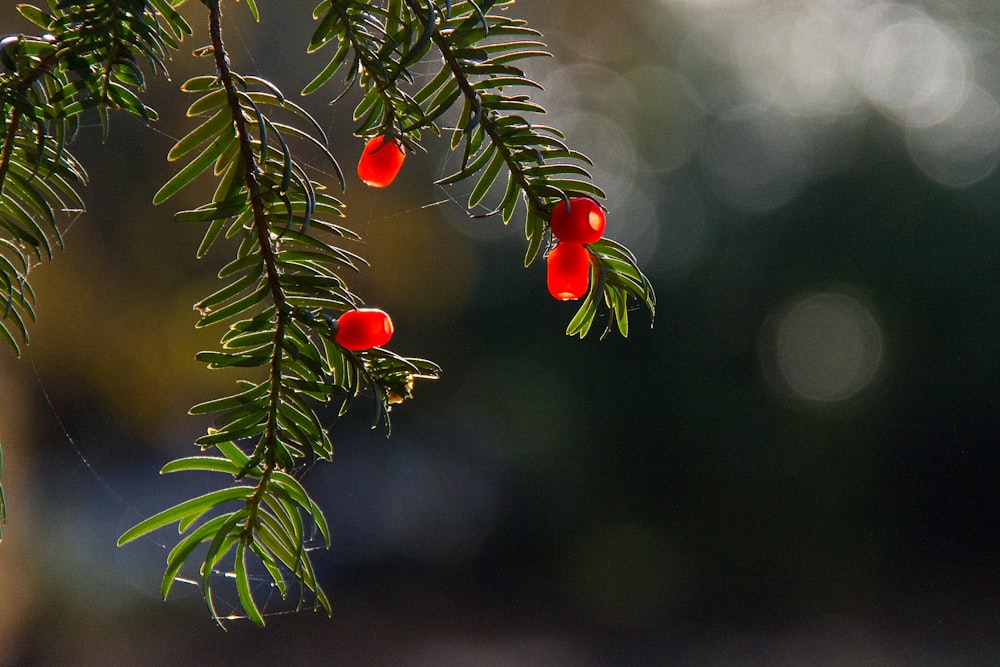 red round fruits on green tree