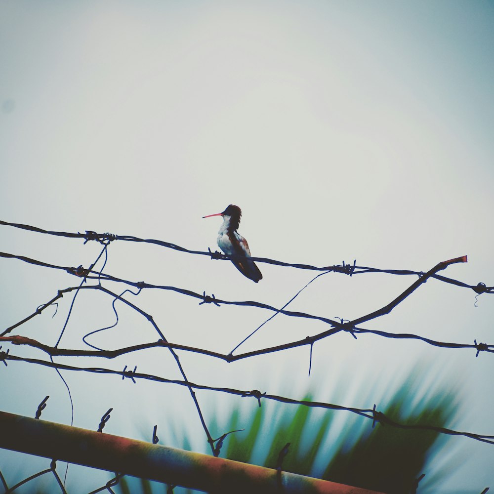 white and black bird on brown wooden wire during daytime