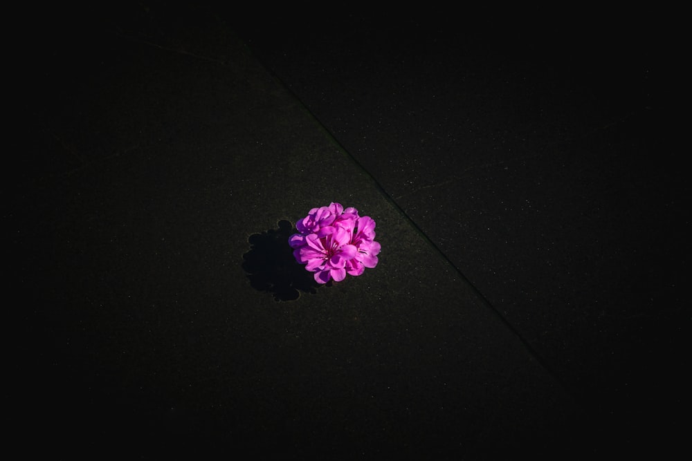 purple flower on black textile