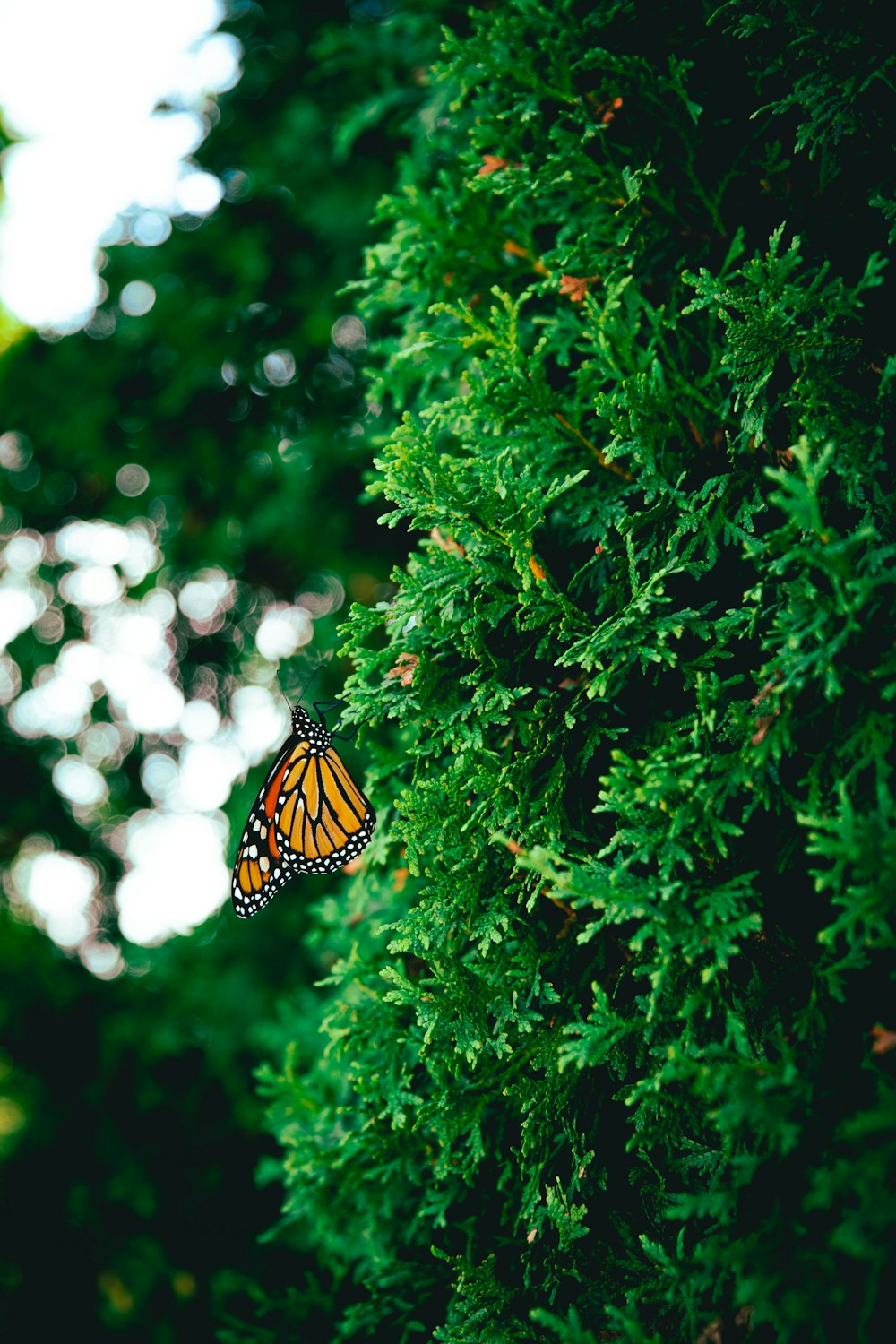 monarch butterfly perched on green leaf plant during daytime