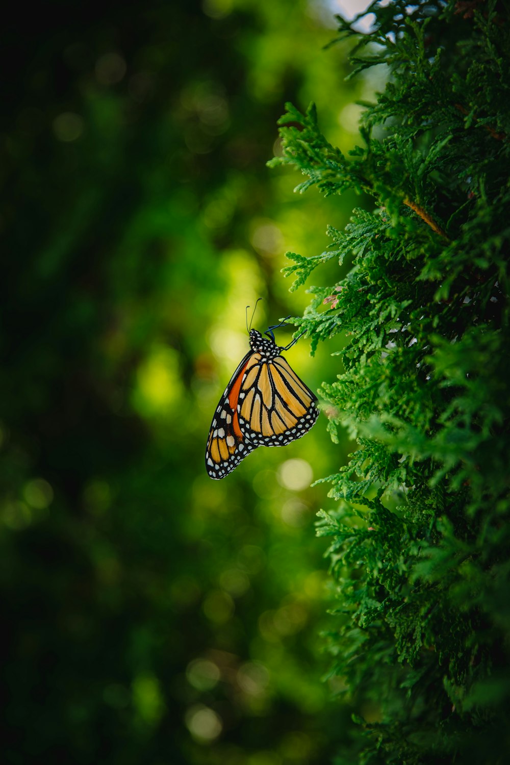 borboleta monarca empoleirada na folha verde em fotografia de perto durante o dia