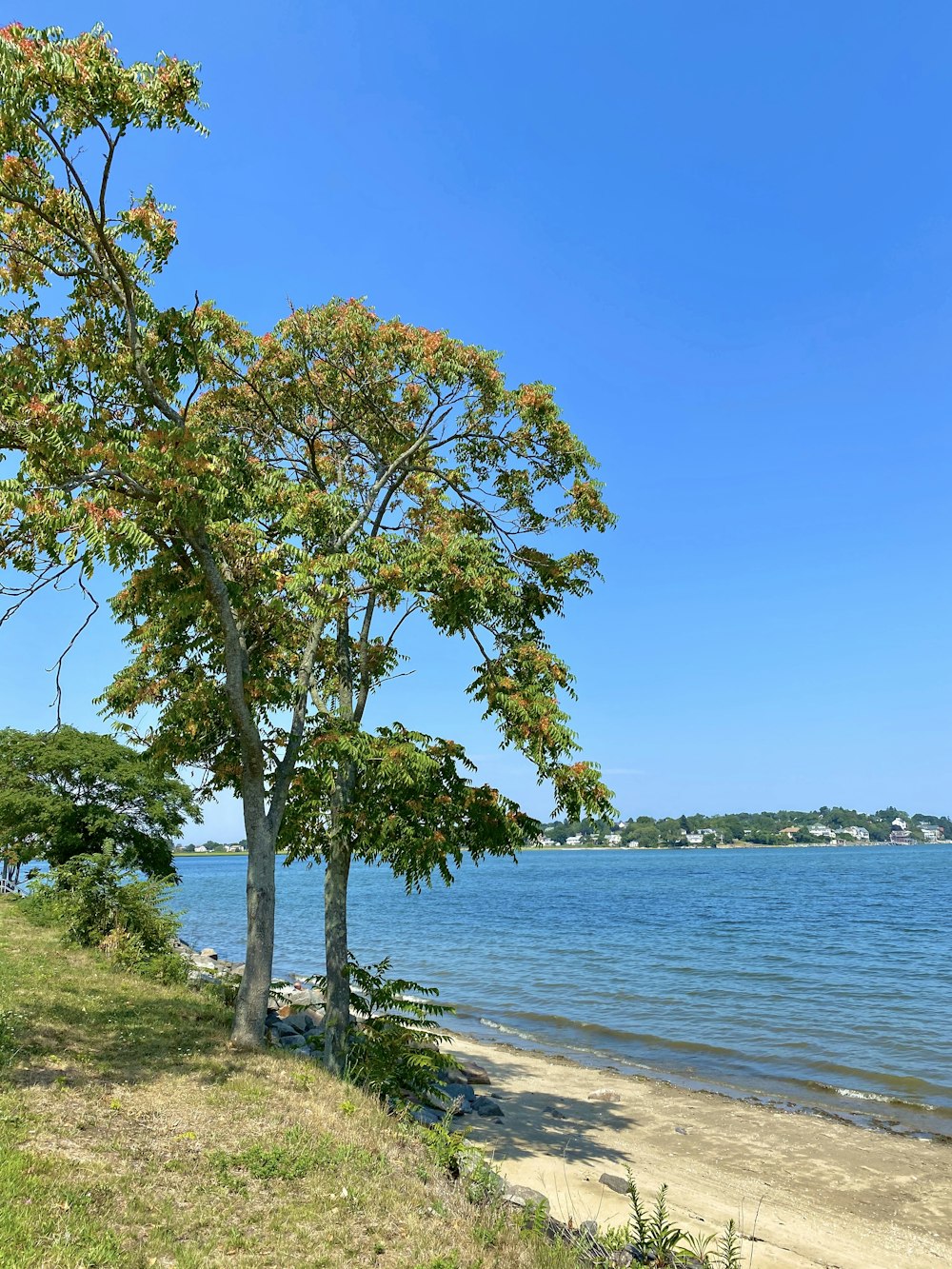 green tree near body of water during daytime