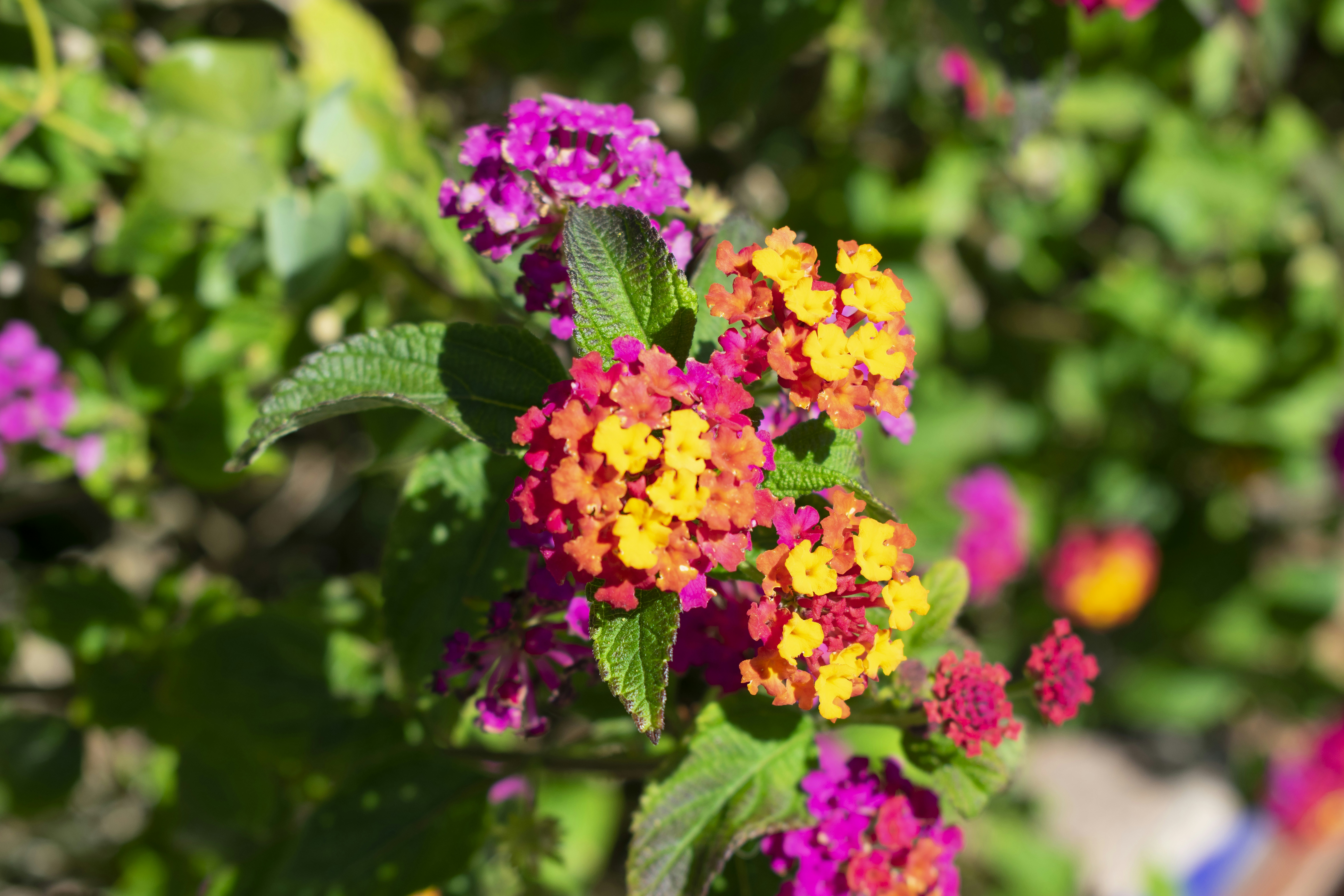 Photo by brainburger_