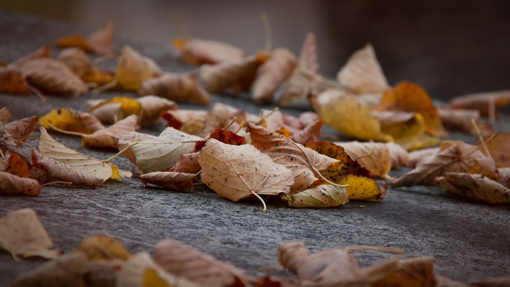 brown dried leaves on gray concrete floor