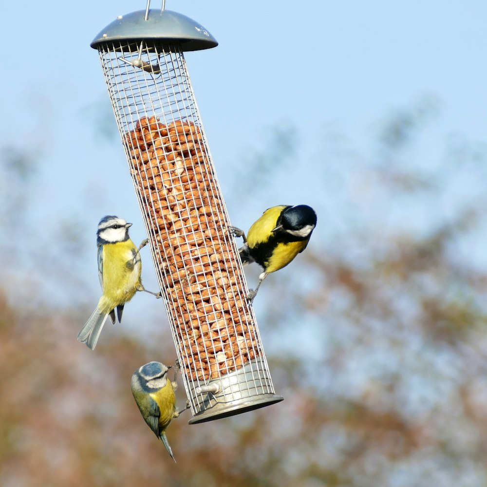 gelber und schwarzer Vogel auf braunem und weißem Vogelhäuschen