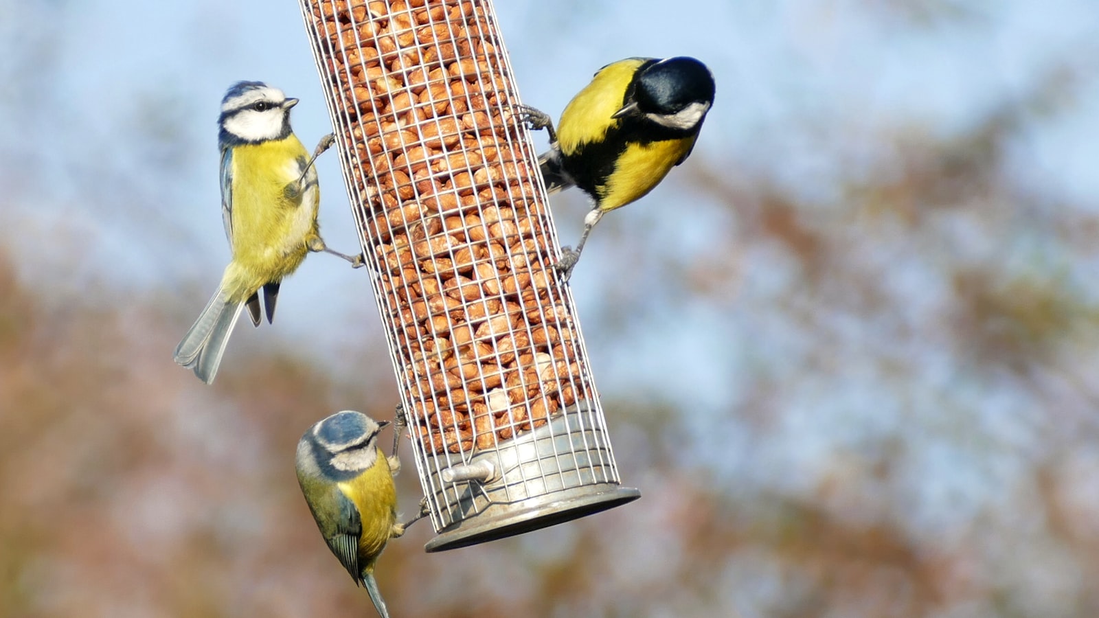 Feeding Precautions: Dos and Don'ts for Introducing Hibiscus Flowers to Rabbits