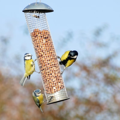 Bird & Wildlife