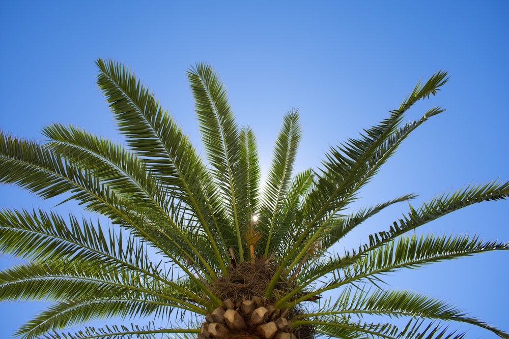 green palm tree under blue sky during daytime