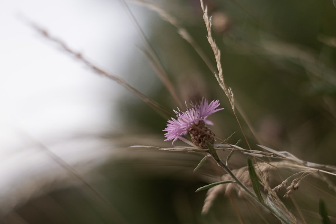 purple flower in tilt shift lens