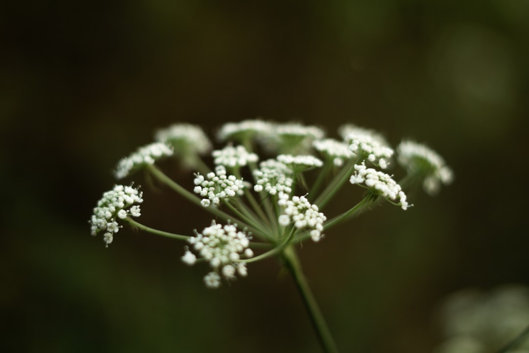 white flower in tilt shift lens