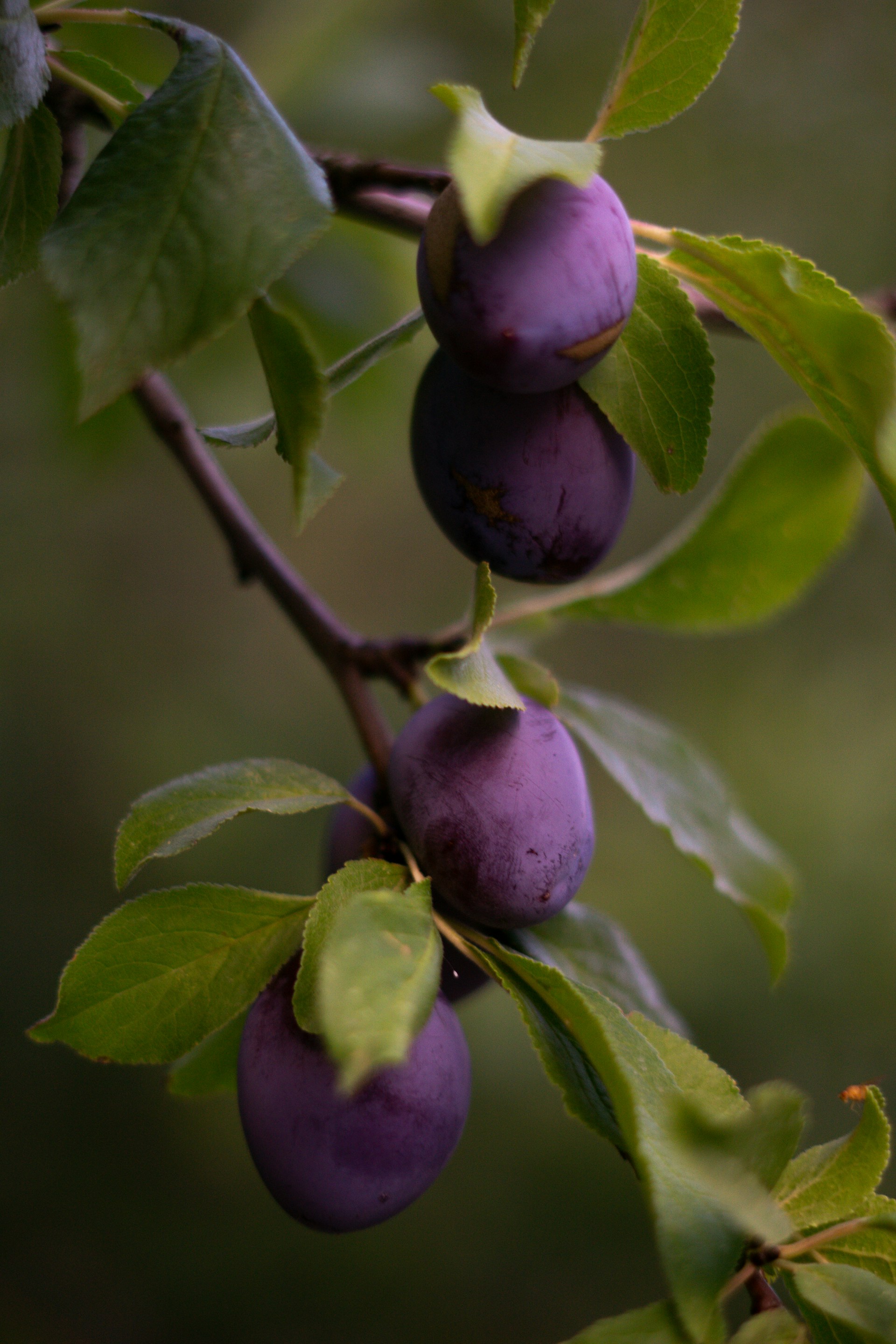 purple round fruit in close up photography