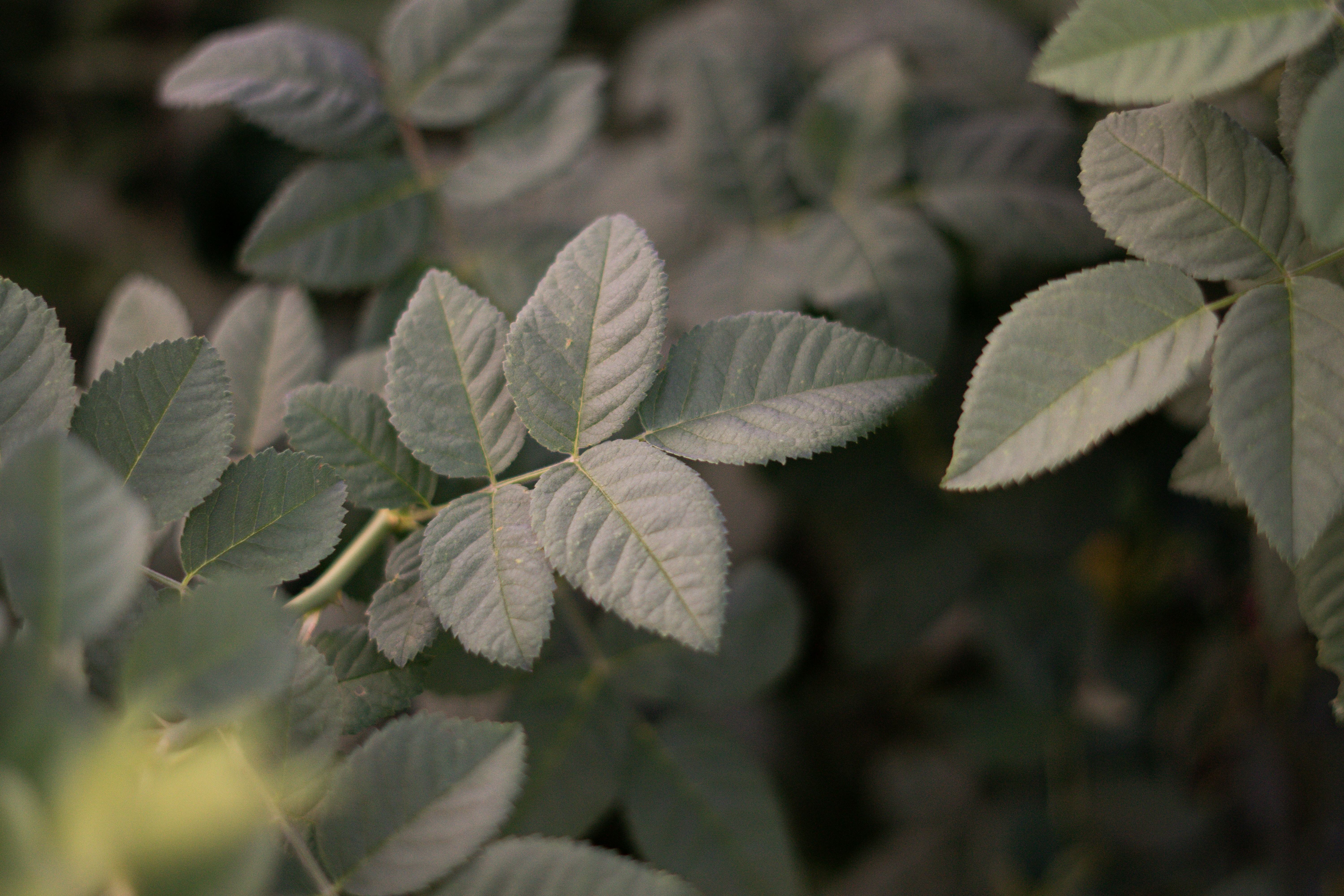 Photo by fanjatastisch