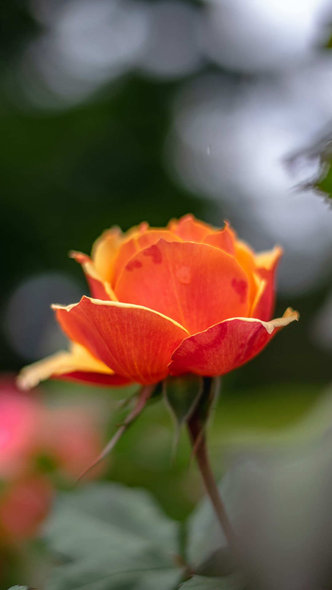 orange flower in tilt shift lens