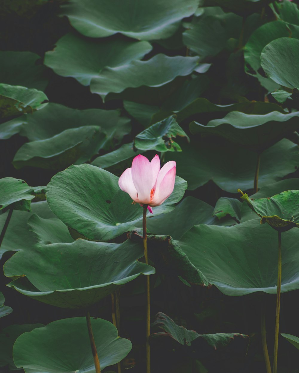 pink flower in green leaves