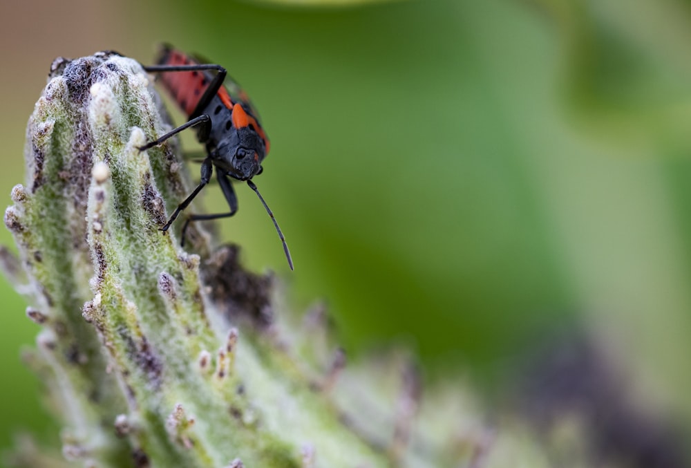 red and black ladybug on green leaf in close up photography during daytime