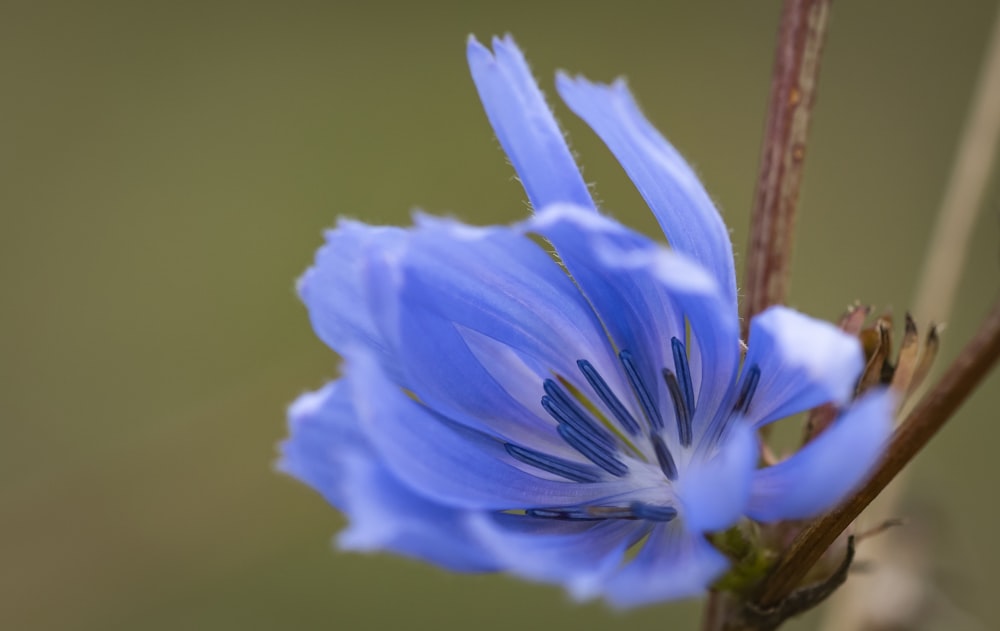 flor azul e branca na fotografia de perto