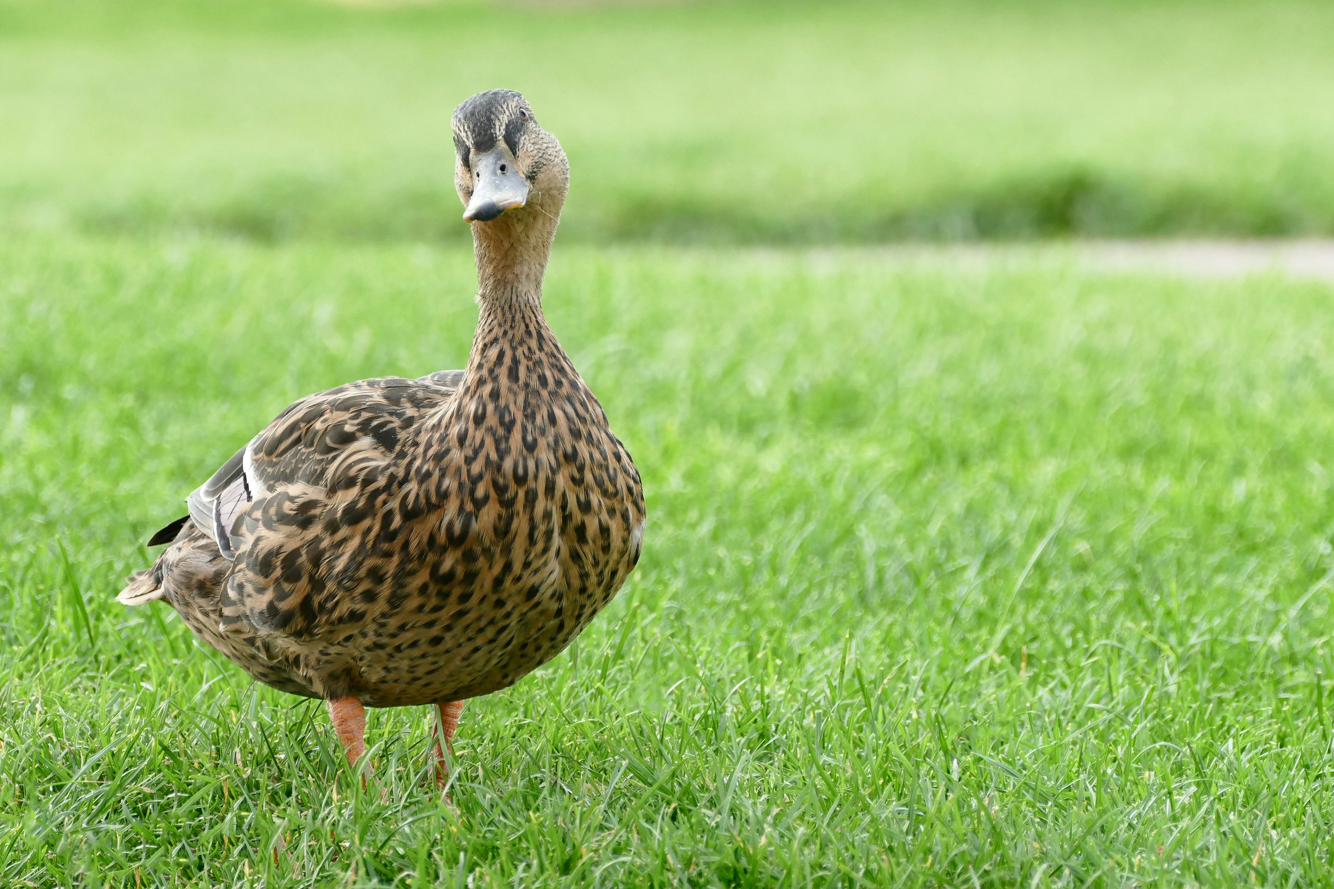duck