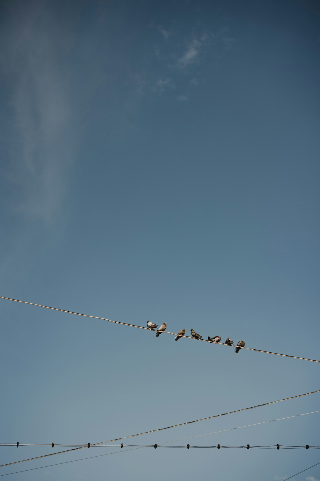 black birds on wire under blue sky during daytime