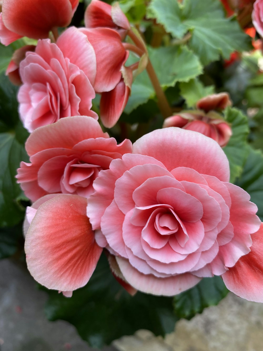 pink flower in macro shot