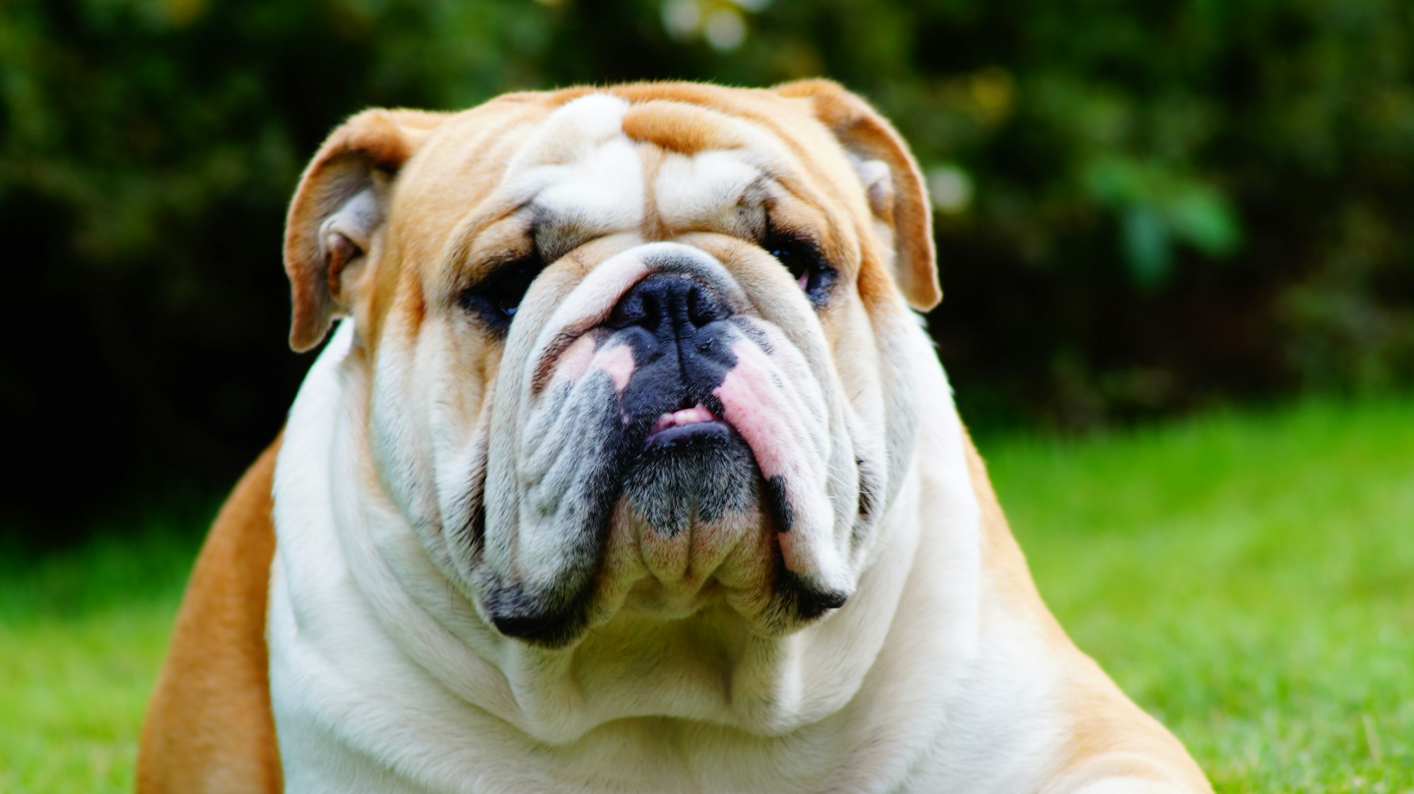 white and brown english bulldog