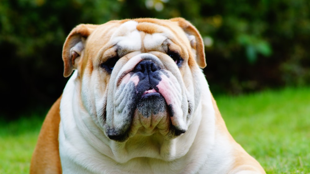 white and brown english bulldog