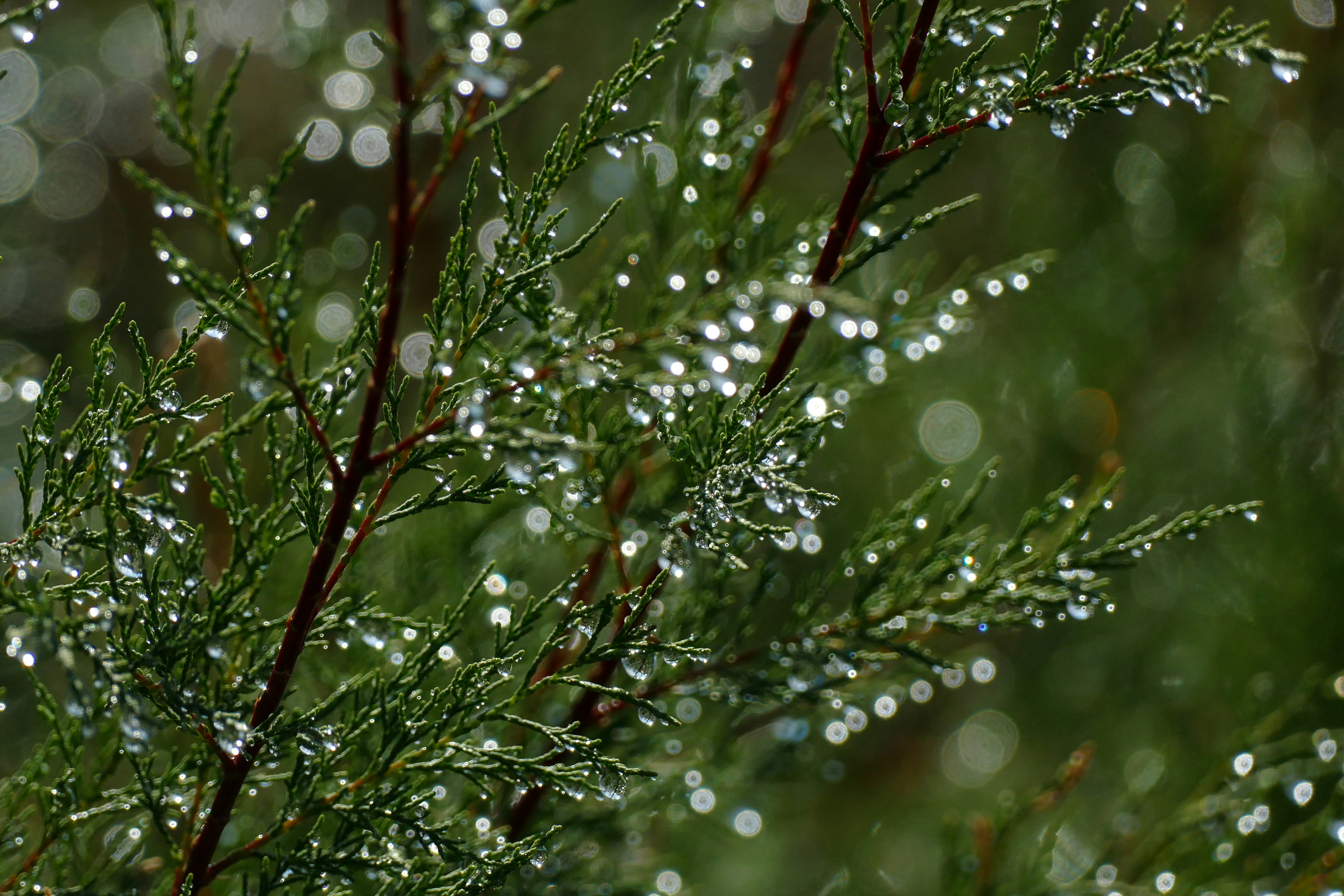 green plant with water droplets