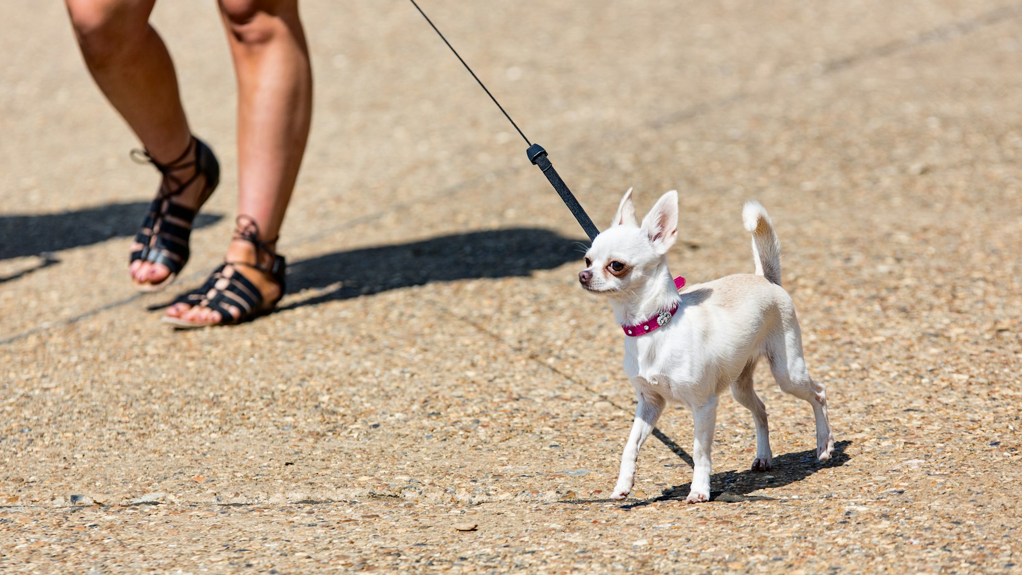 Protect your dog from attacks on walks