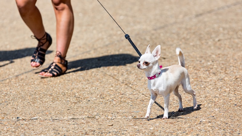 5 Best Dog Leashes of 2026