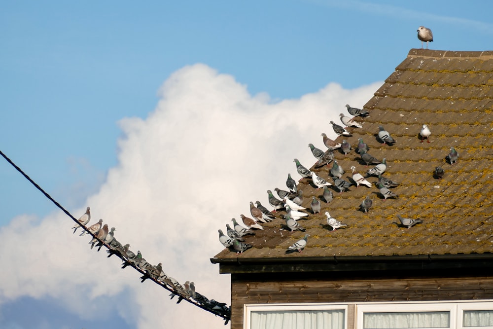 brown roof under white clouds during daytime