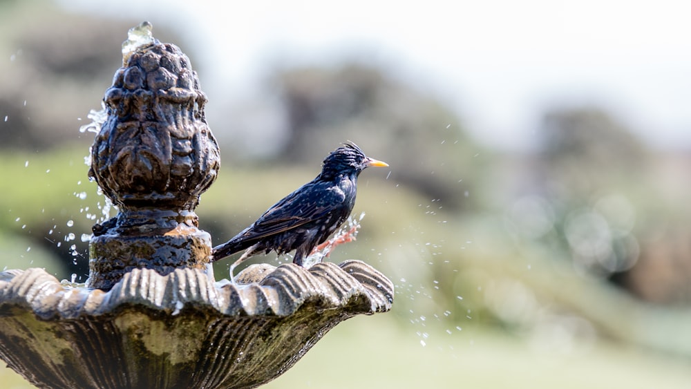 black and brown bird on brown tree branch