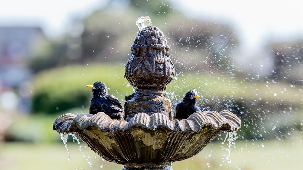 Schwarzer Vogel am braunen Baumstamm