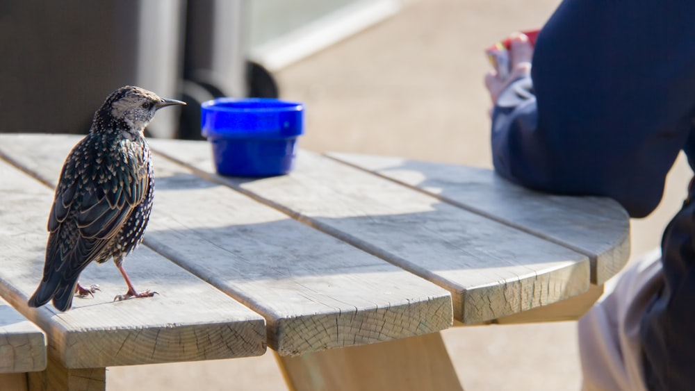 Cubo de plástico azul sobre mesa de madera marrón