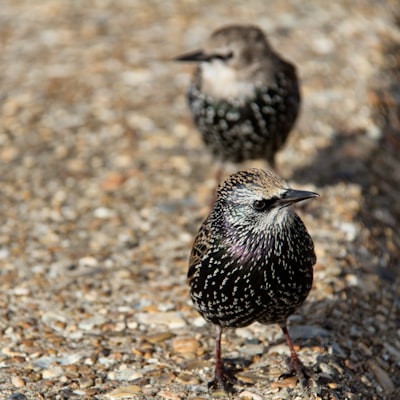 black and white bird on brown and gray stone