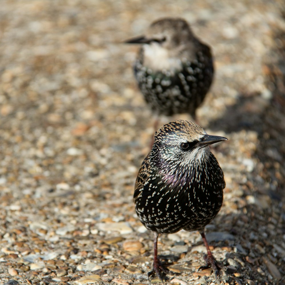 schwarz-weißer Vogel auf braunem und grauem Stein