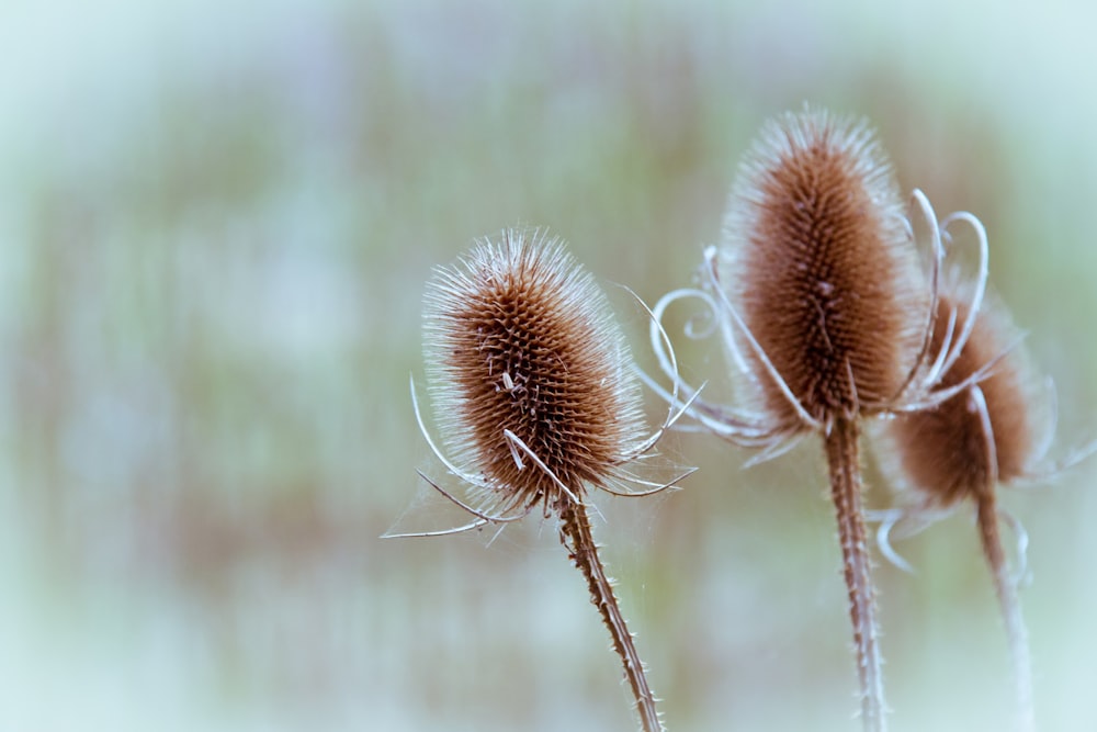 brown and white flower in tilt shift lens