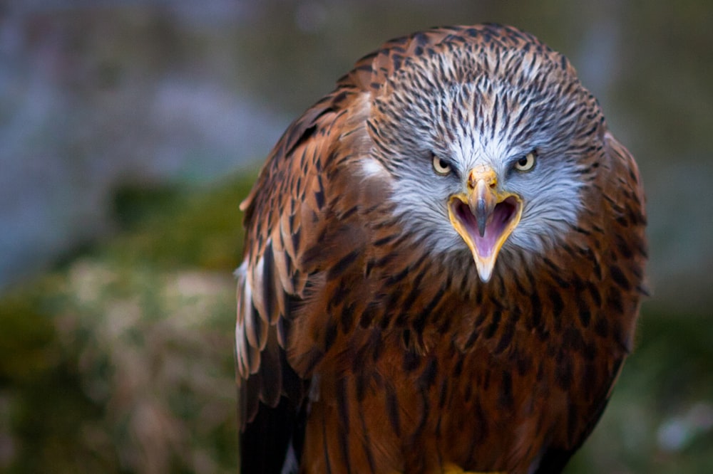 brown and white eagle in close up photography