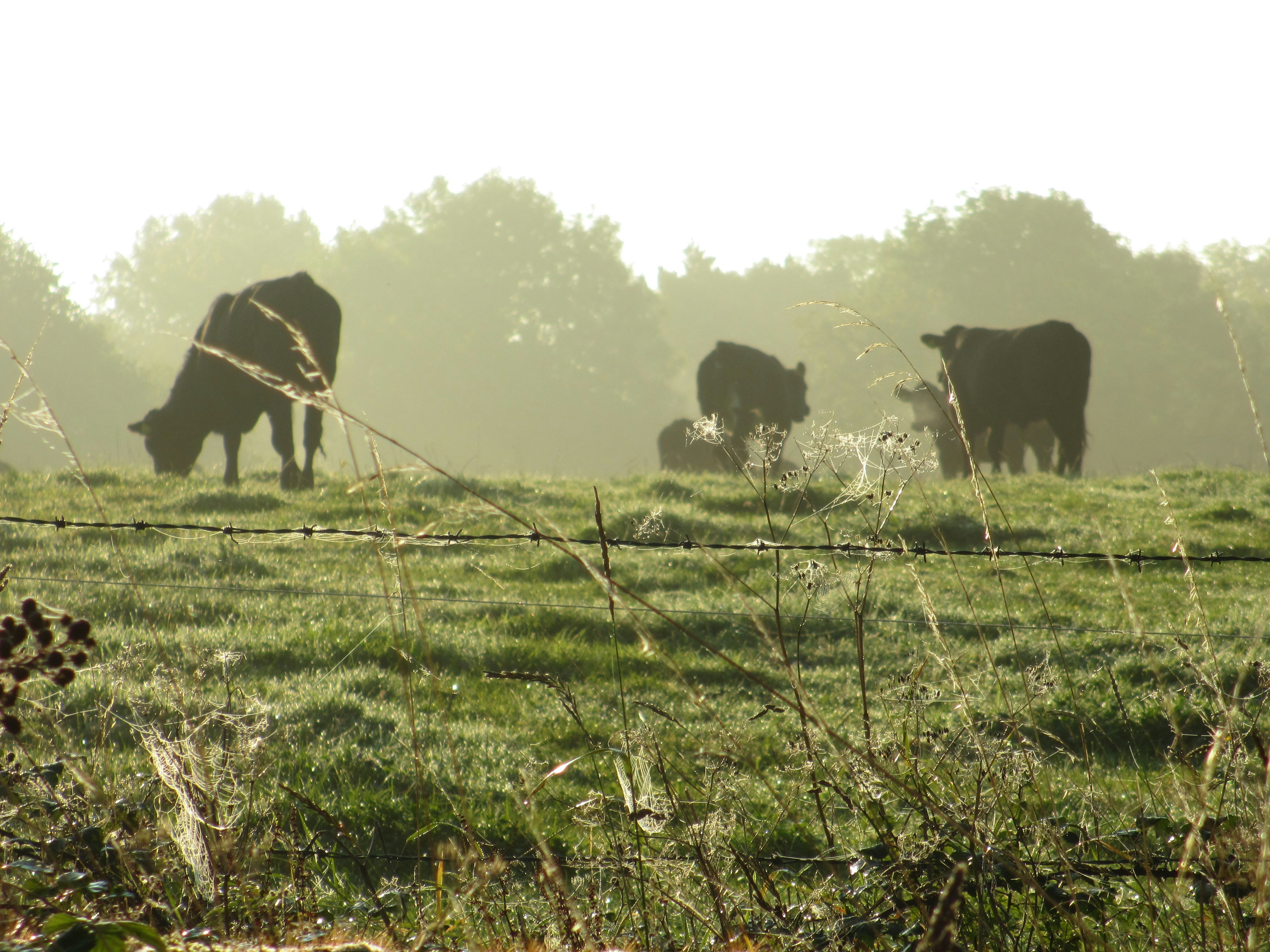 Photo by bigponorris