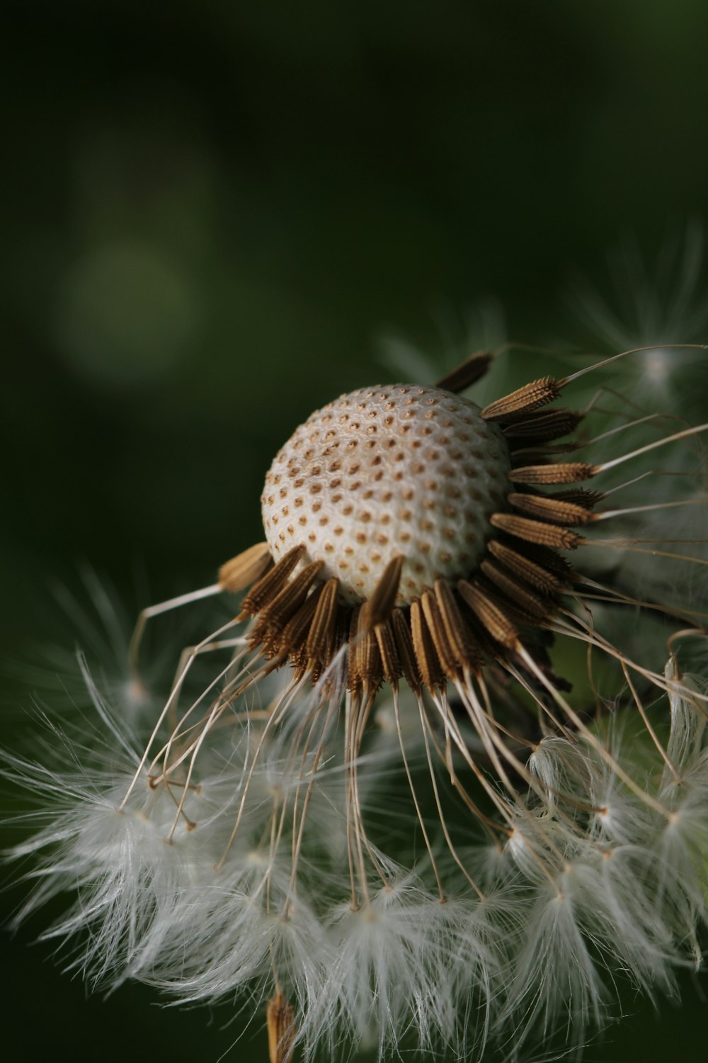 white dandelion in close up photography