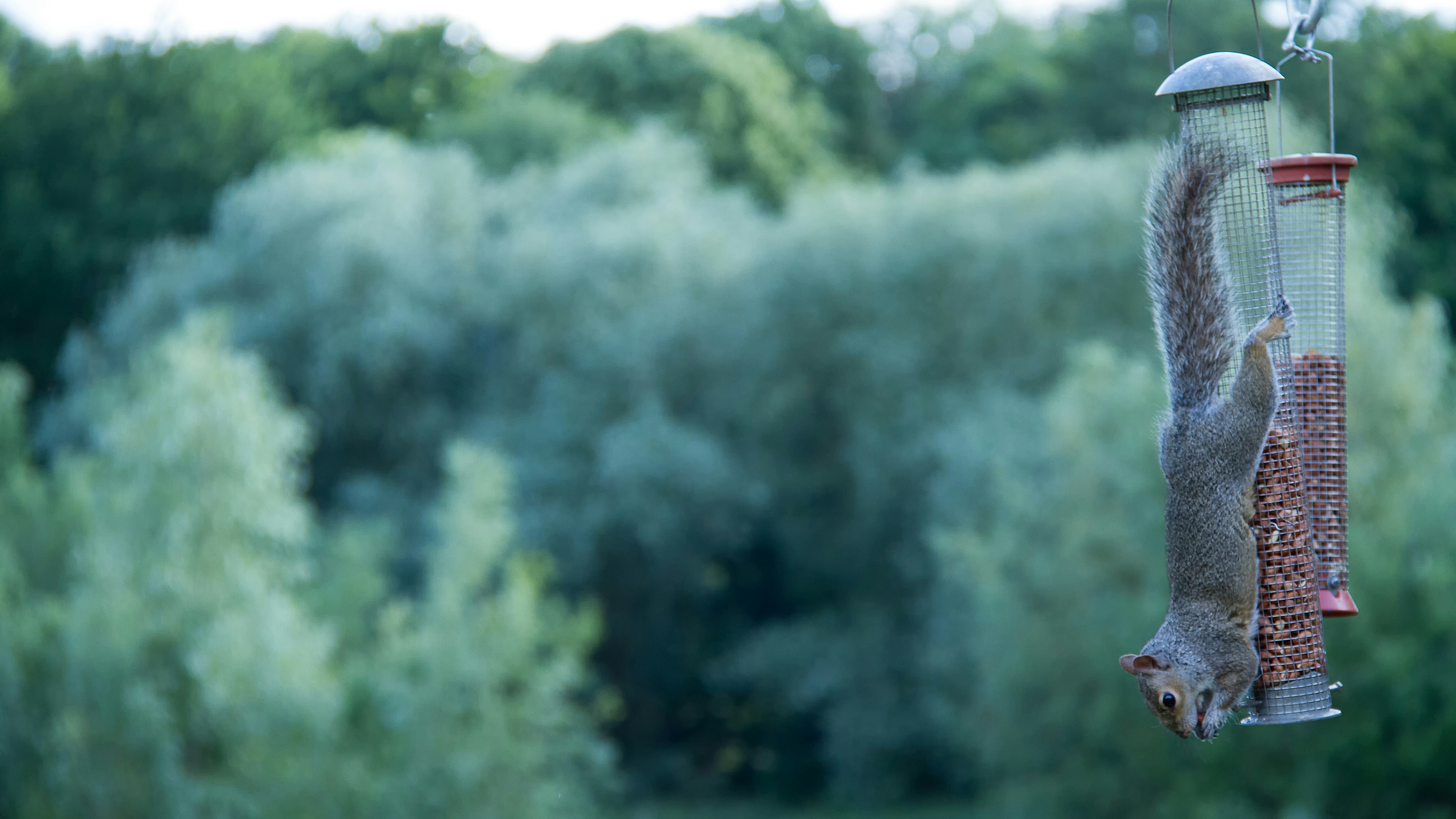 burglar - renters insurance MA