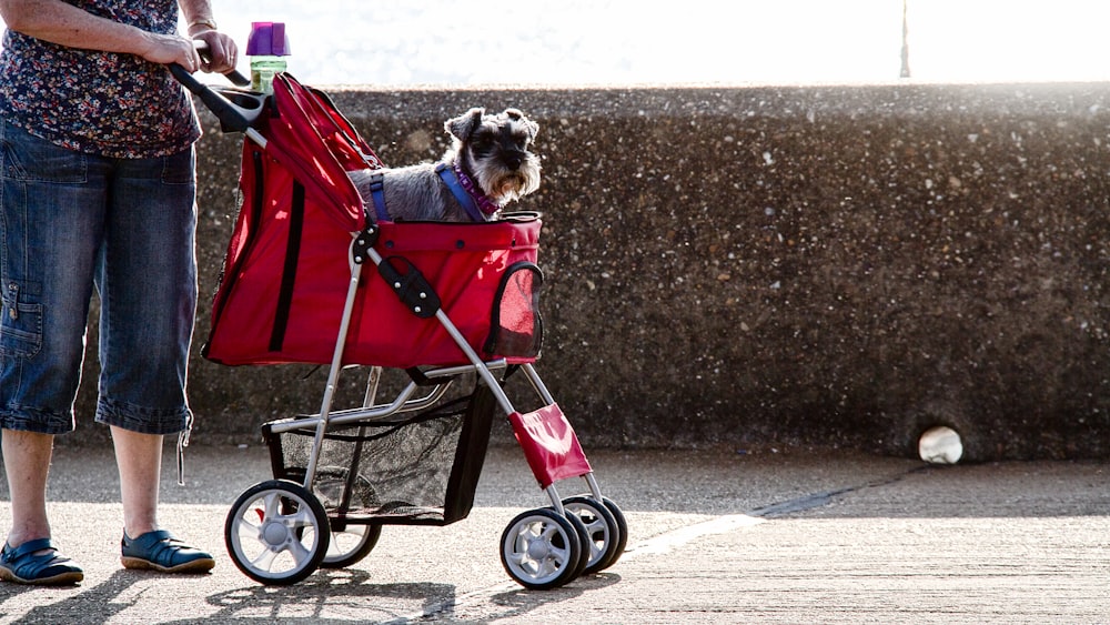 brown and white long coated small dog on red and black stroller
