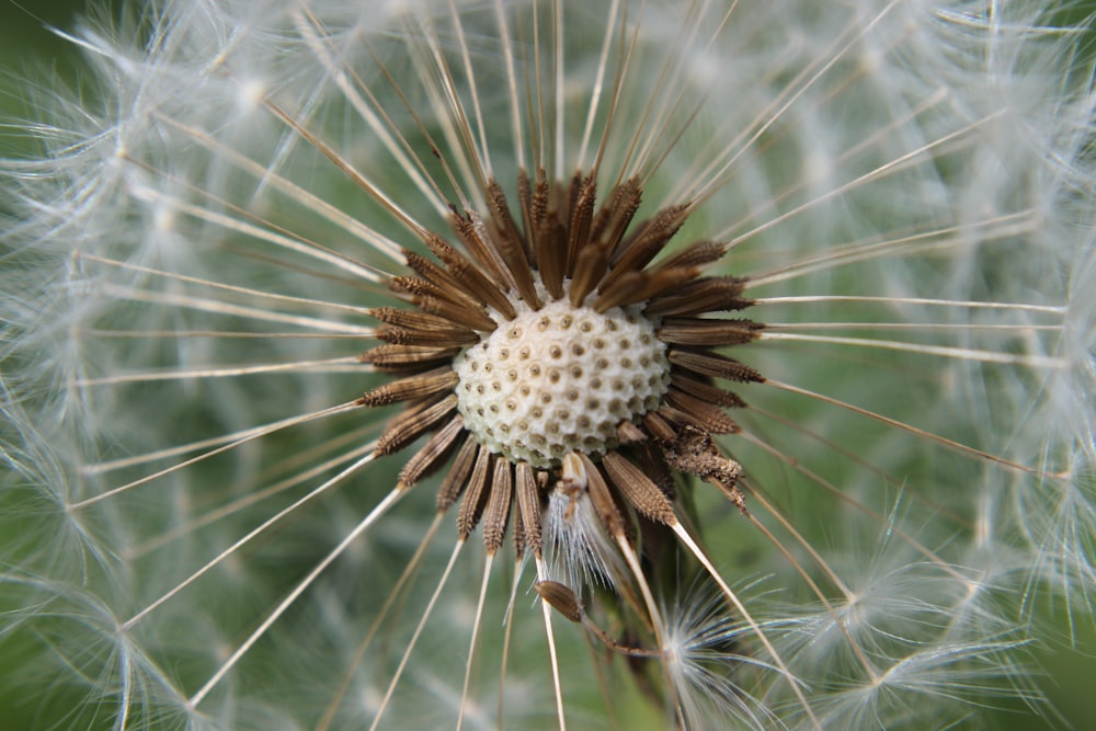 white dandelion in close up photography