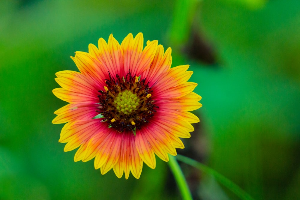 pink and yellow flower in tilt shift lens