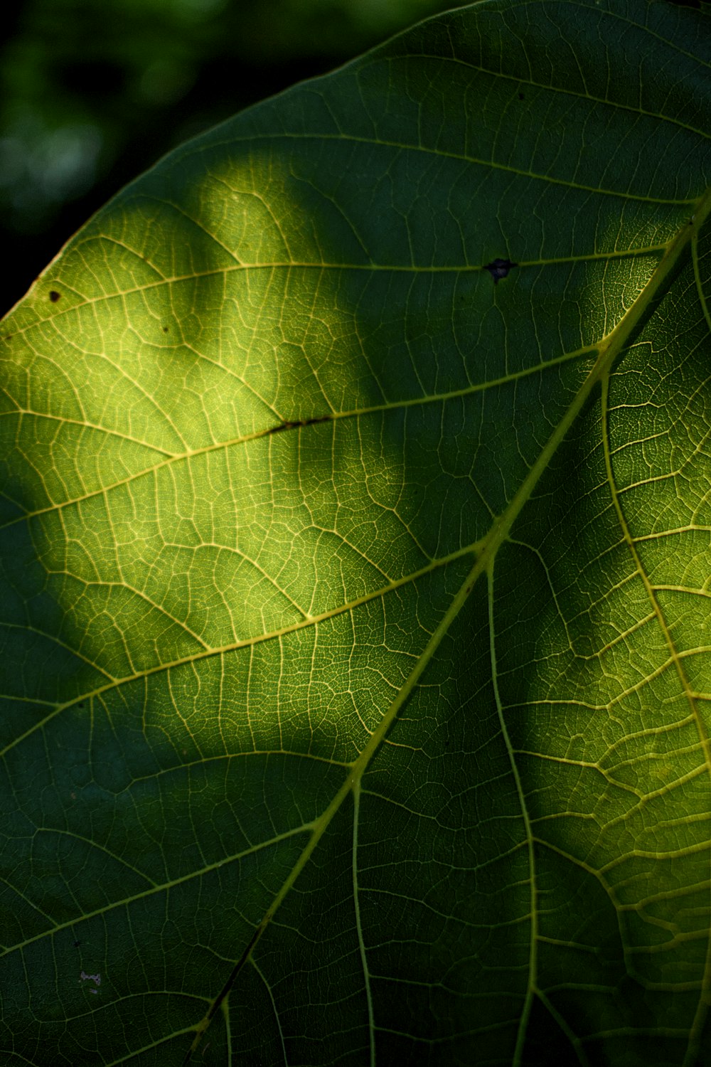 Grünes Blatt in Nahaufnahmen