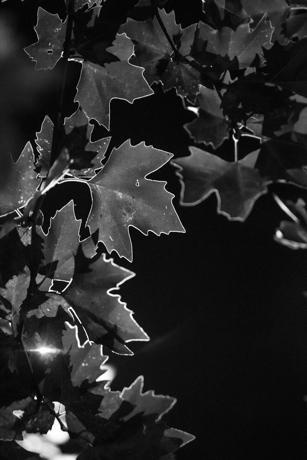 grayscale photo of maple leaf