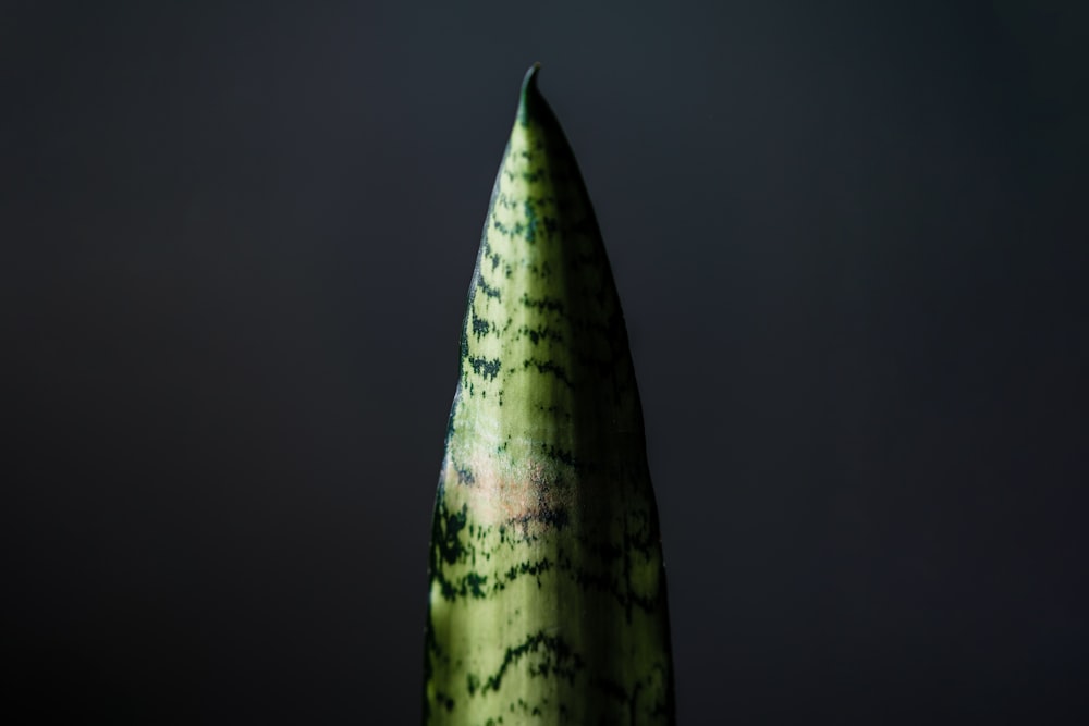 green and white leaf on black background