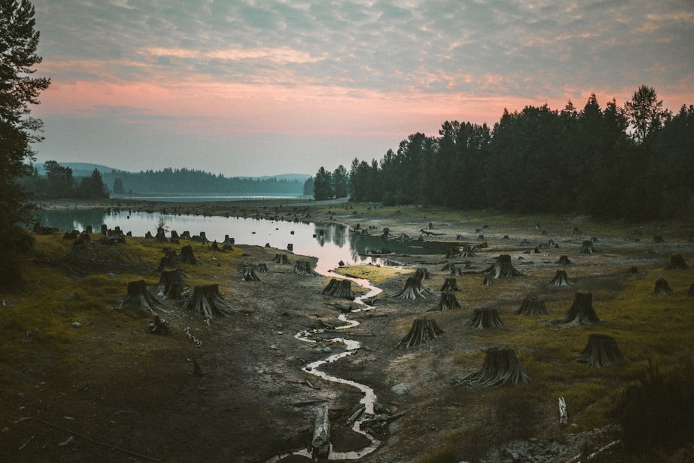 body of water near trees during daytime