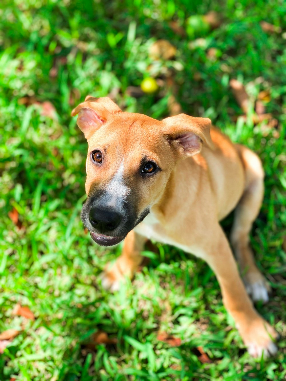 brown and white short coated dog on green grass during daytime