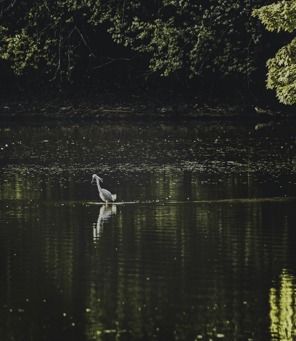 white swan on water during daytime