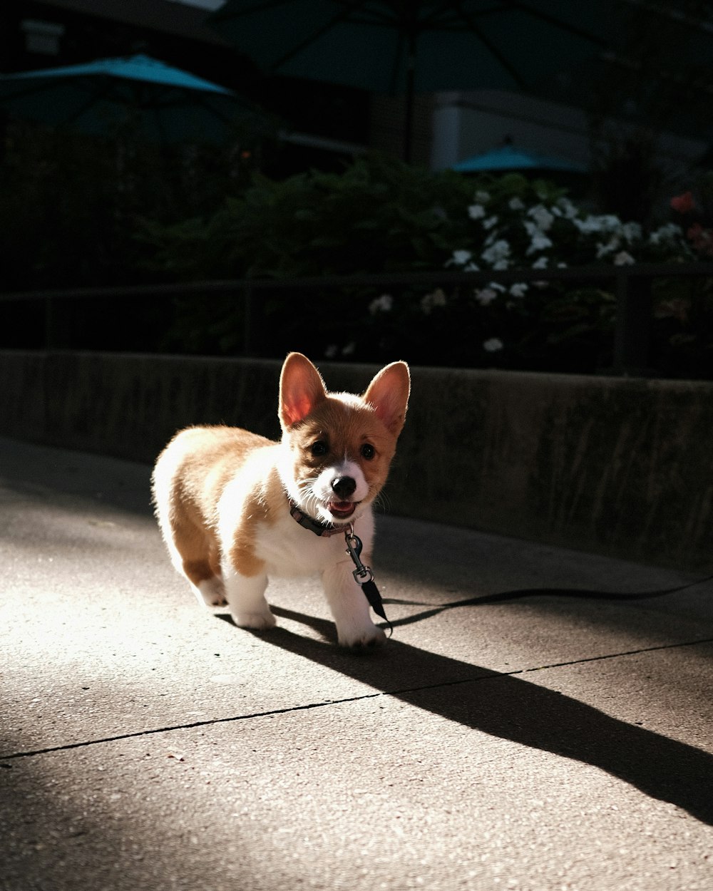 brown and white short coated small dog on gray concrete floor during daytime